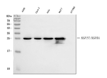 Hsp27/HSPB1 Antibody