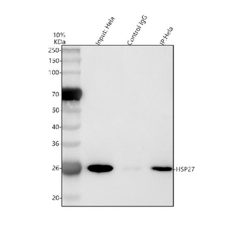 Anti-Hsp27/HSPB1 Antibody