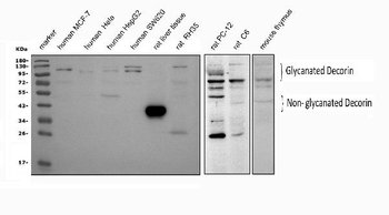 Anti-Decorin/DCN Antibody