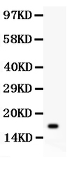 Anti-IL16 Antibody