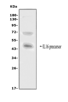 IL16 Antibody