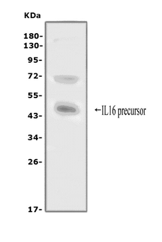 Anti-IL16 Antibody