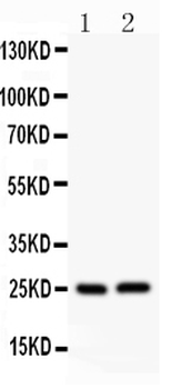 Anti-Claudin 2/CLDN2 Antibody