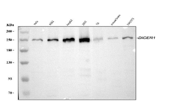 Anti-Dicer/DICER1 Antibody