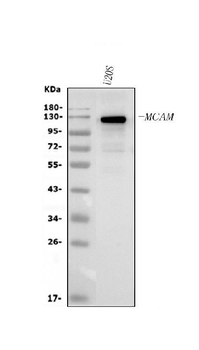 Anti-CD146/MCAM Antibody