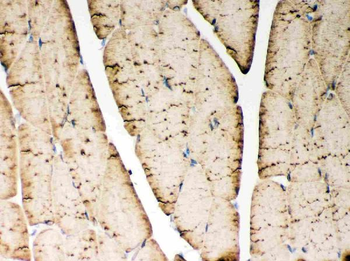 Anti-SERCA1 ATPase/ATP2A1 Antibody