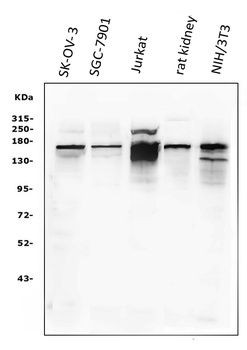 KAT13A/SRC1/NCOA1 Antibody