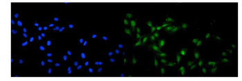 KAT13A/SRC1/NCOA1 Antibody