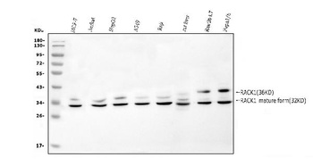 RACK1 GNB2L1 Antibody