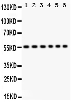 Anti-CD8 alpha/CD8A Antibody