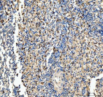 Anti-CD63 Antibody