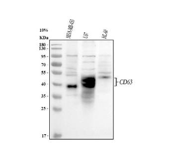Anti-CD63 Antibody