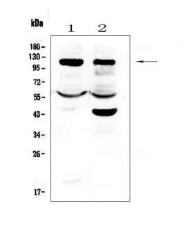 Anti-HIF-1-alpha/HIF1A Antibody