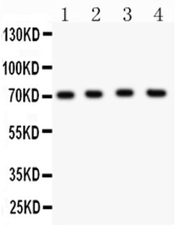 KCND1 Antibody