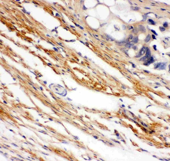 c-Kit Antibody