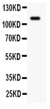c-Kit Antibody