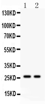 Kallikrein 4/KLK4 Antibody