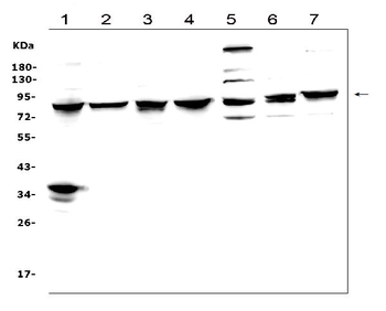 Anti-MAD1/MAD1L1 Antibody