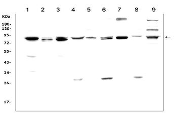 Anti-MAD1/MAD1L1 Antibody