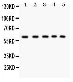 LKB1/STK11 Antibody