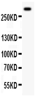 Anti-Von Willebrand Factor/VWF Antibody