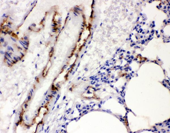 Anti-Von Willebrand Factor/VWF Antibody