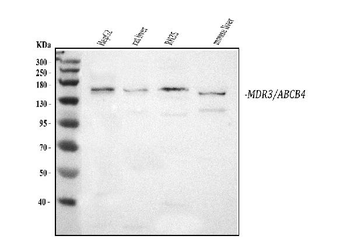 ABCB4 Antibody