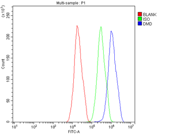 Anti-Dystrophin/DMD Antibody