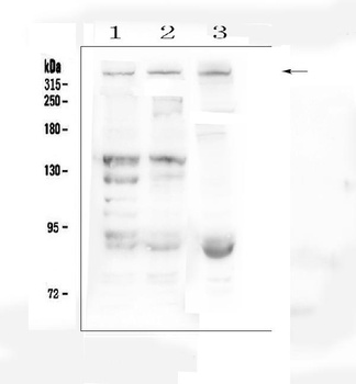 Dystrophin/DMD Antibody