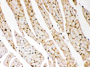 Anti-Dystrophin/DMD Antibody