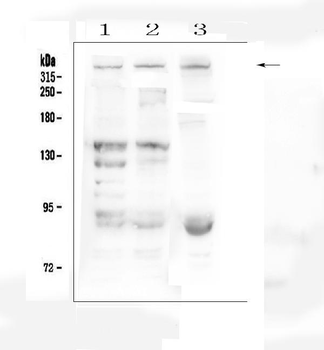 Anti-Dystrophin/DMD Antibody