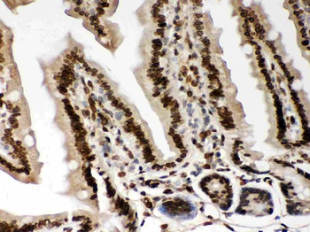 Anti-Lamin A+C/LMNA Antibody