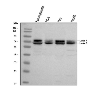 Anti-Lamin A+C/LMNA Antibody