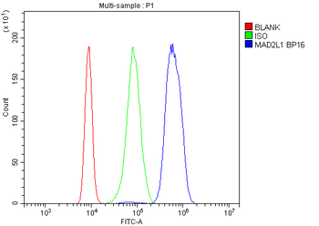 Anti-Mad2L1 Antibody