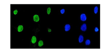 Anti-Mad2L1 Antibody