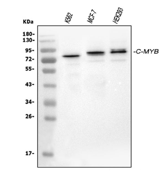 c-Myb Rabbit Polyclonal Antibody