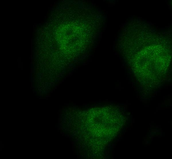 Anti-HEF1/NEDD9 Antibody
