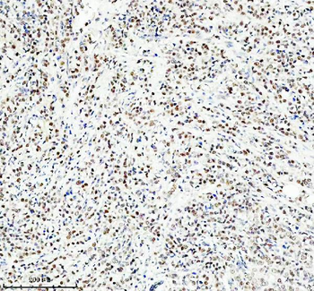 Anti-HEF1/NEDD9 Antibody