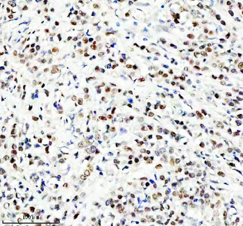 Anti-HEF1/NEDD9 Antibody
