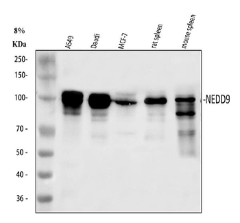Anti-HEF1/NEDD9 Antibody