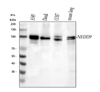 Anti-HEF1/NEDD9 Antibody