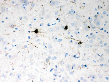 Anti-Neuropeptide Y/NPY Antibody