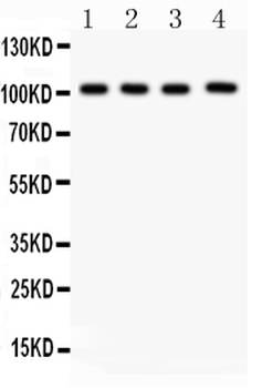 Anti-Neuropilin 1/NRP1 Antibody
