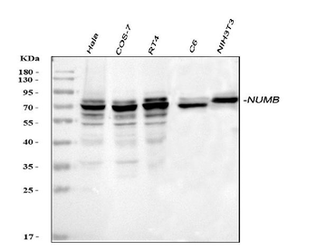 Anti-NUMB Antibody