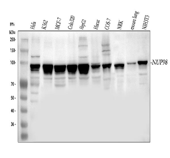 NUP98 Antibody