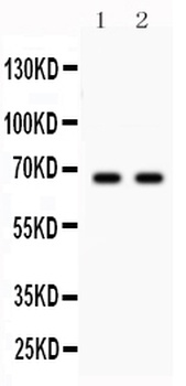 Parkin/PRKN Antibody