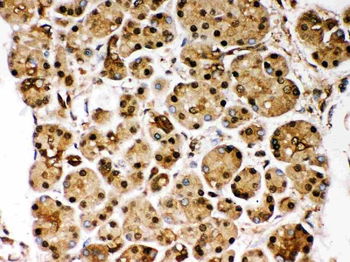Anti-PARK7/DJ1 Antibody