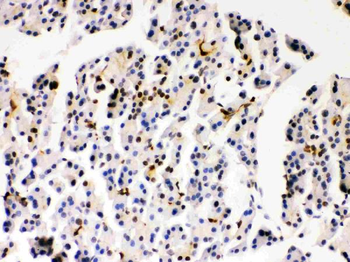 Anti-PARK7/DJ1 Antibody