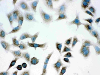 Anti-PARK7/DJ1 Antibody