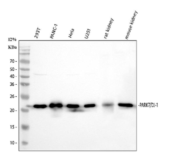 Anti-PARK7/DJ1 Antibody